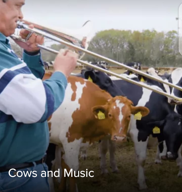 Cows & Music