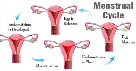 How Menstruation Works